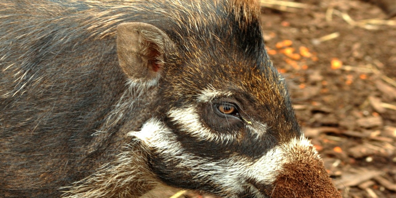 02042aSus.cebifrons.negrinus_Visayan-warty-pig_Edinburgh_R.Wirth_2013_Blog