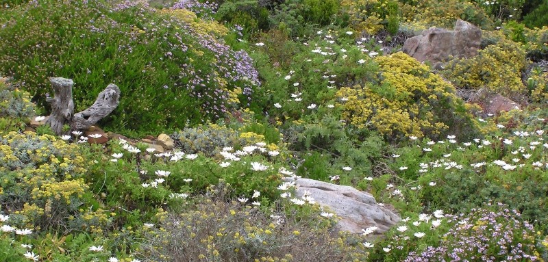 10-C-Hohe-Biodiversitt-auf-kleinster-Flche-ist-u.a.-in-der-Western-Cape-Region-Sdafrikas-zu-finden_Bild-J.-O.-Heckel