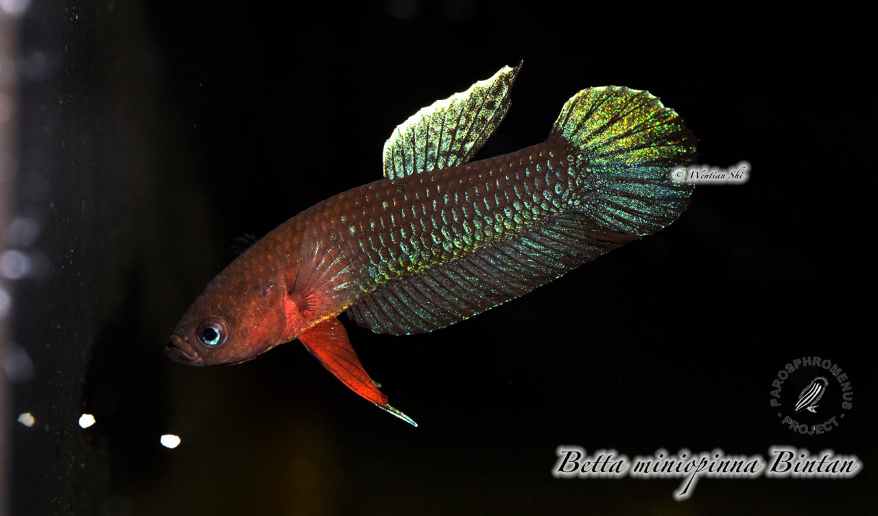 Prigen-Fische-2