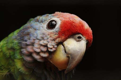 Amazona-brasiliensis-J.Pfleiderer-2-512px