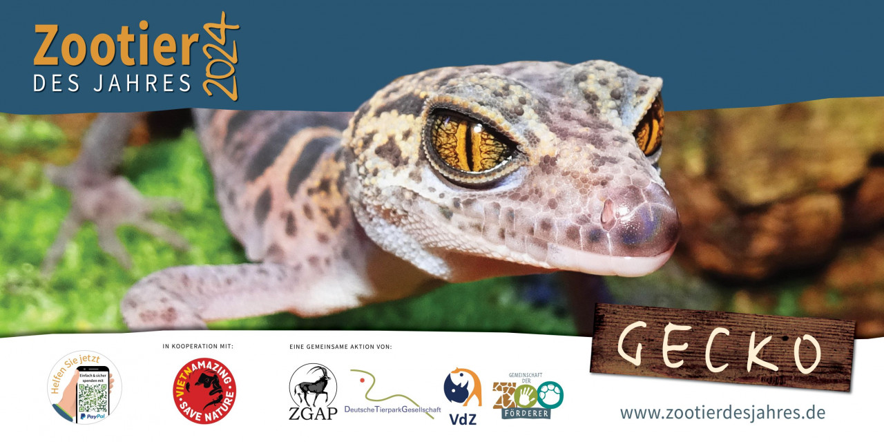 Stark bedroht trotz starker Haftung: Der Gecko wird Zootier des Jahres 2024