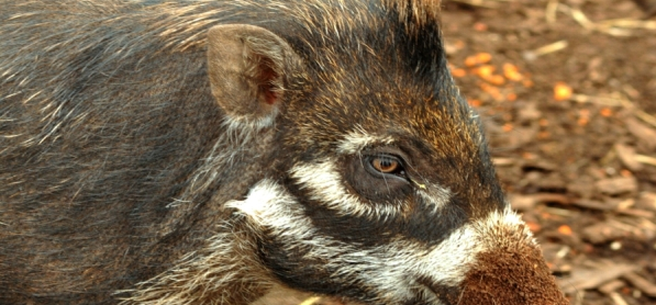 02042aSus.cebifrons.negrinus_Visayan-warty-pig_Edinburgh_R.Wirth_2013_600px