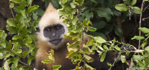 Sub-adult-Langur-foraging-Mr-Tang-dam-045---CBLCP-Neahga-Leonard