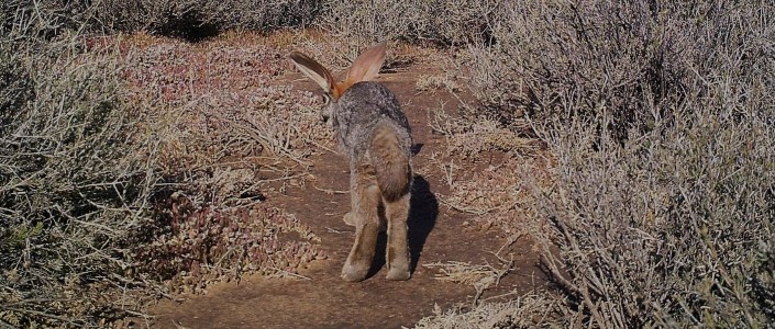 ZAF1998-4541_Riverine-rabbit-shows-his-distinct-brown-tail-and-fluffy-brown-paws