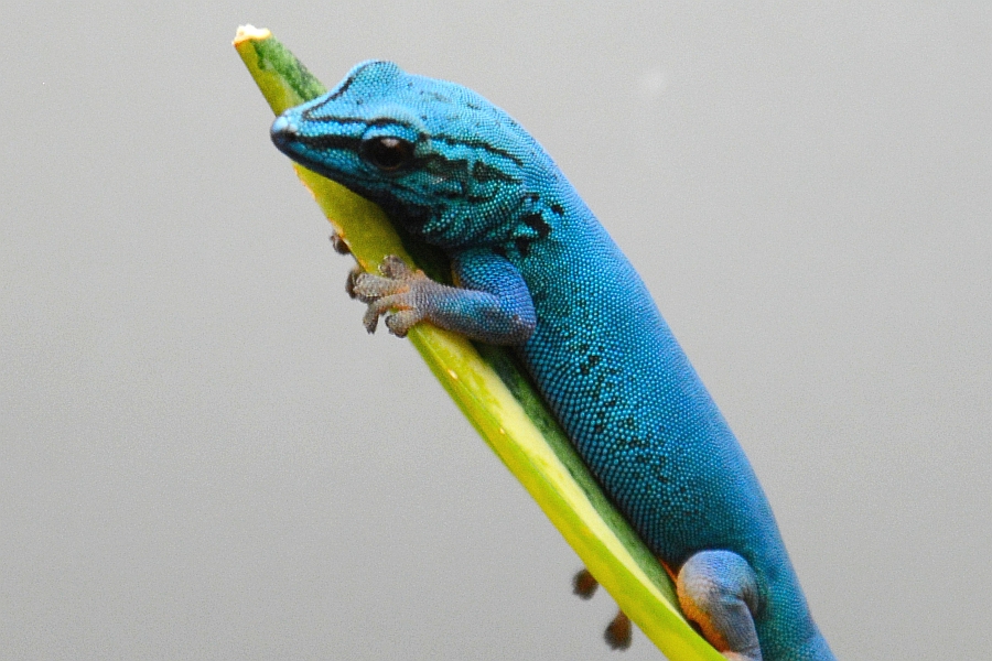 Himmelblauer Zwergtaggeckoa