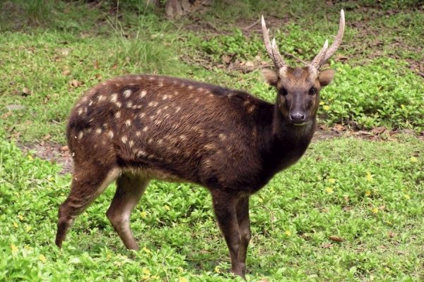 Philippine Spotted Deer