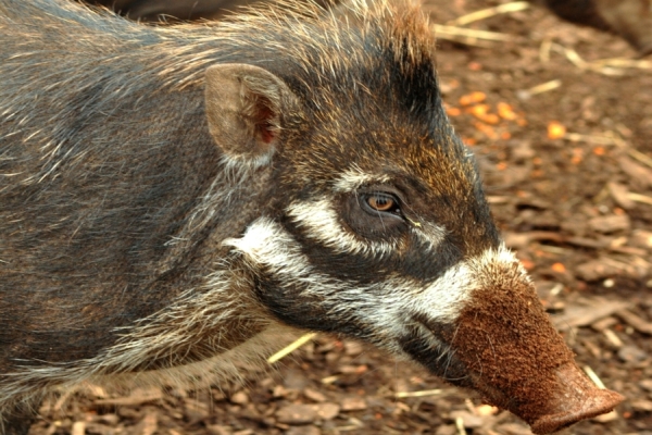 Visayas-Mähnenschwein